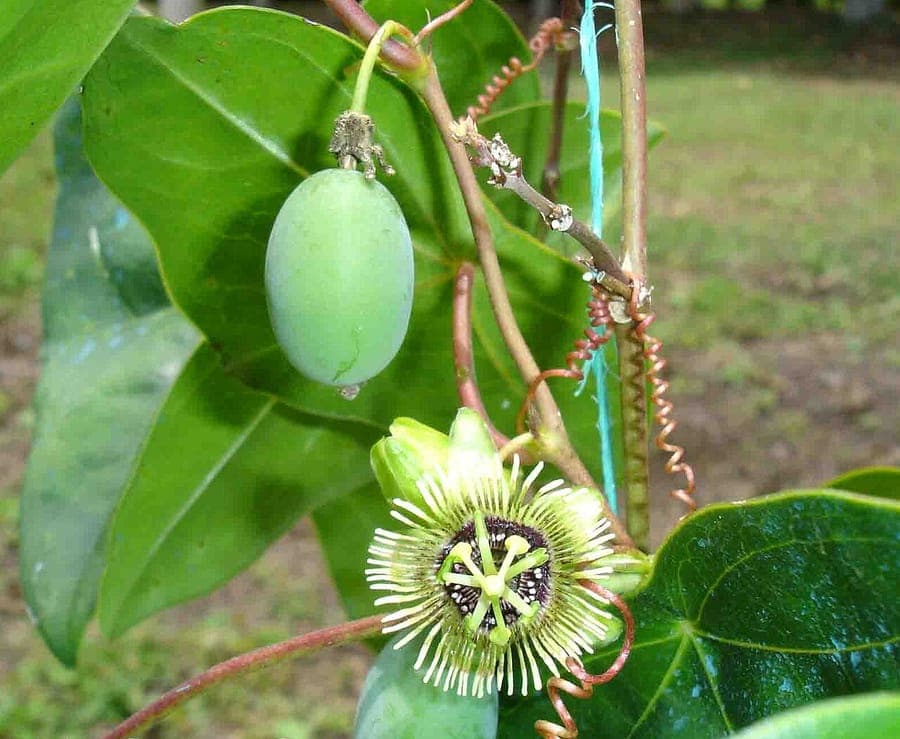 Passiflore feuille-chauve (Passiflora coriacea) avec feuillage distinctif