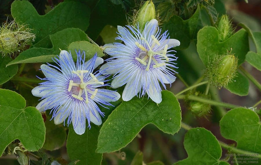 Passiflore fétide en fleur avec fruits verts entourés de bractées poisseuses et délicates