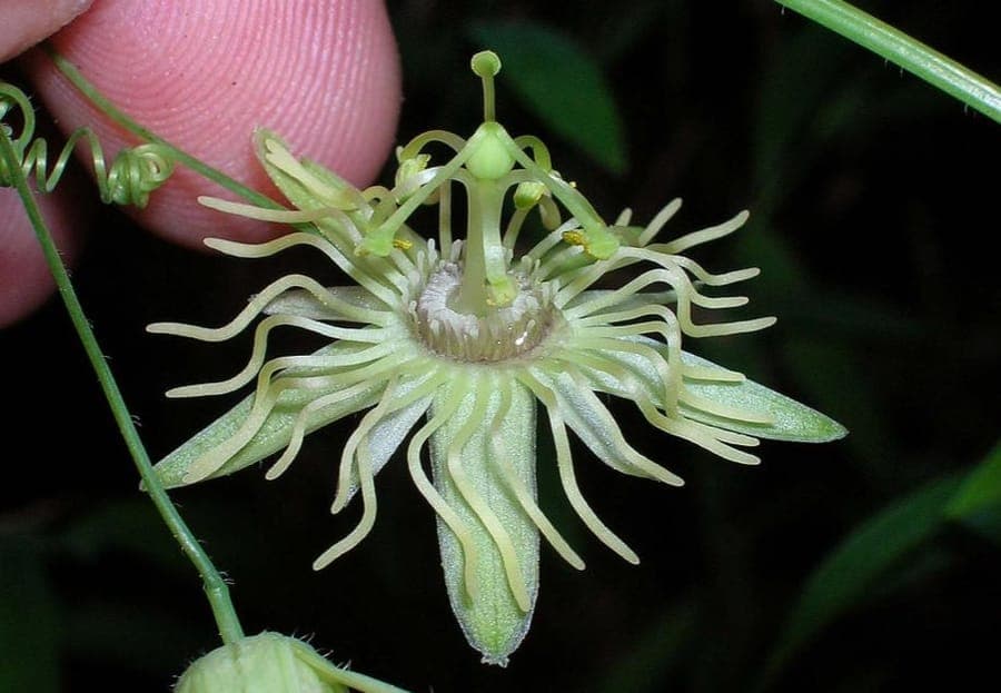 Gelbe Passionsblume mit charakteristischer radialer Nebenkrone und gelben Staubgefassen
