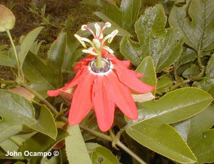 Rode passiebloem met rode bloemen en ranken