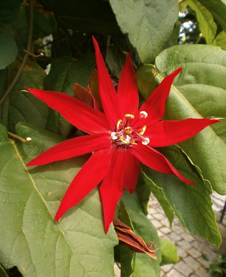 Fleurs de passiflore rouges de Passiflora miniata