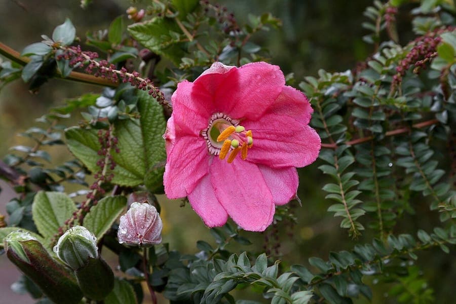 Passiflora mixta flower with striking appearance