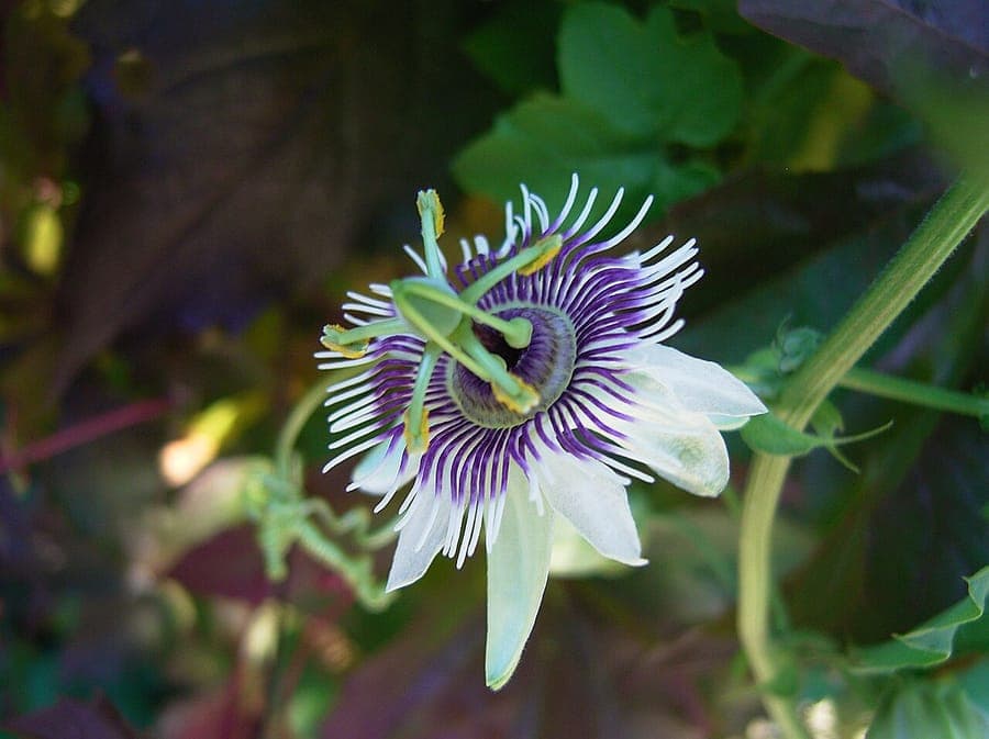 Blüte der Passiflora morifolia mit charakteristischer Passionsfrucht-Krone