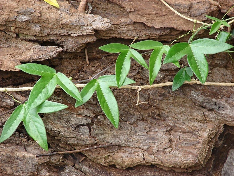 Passiflora suberosa mit charakteristischen Bluten und Korkstammen
