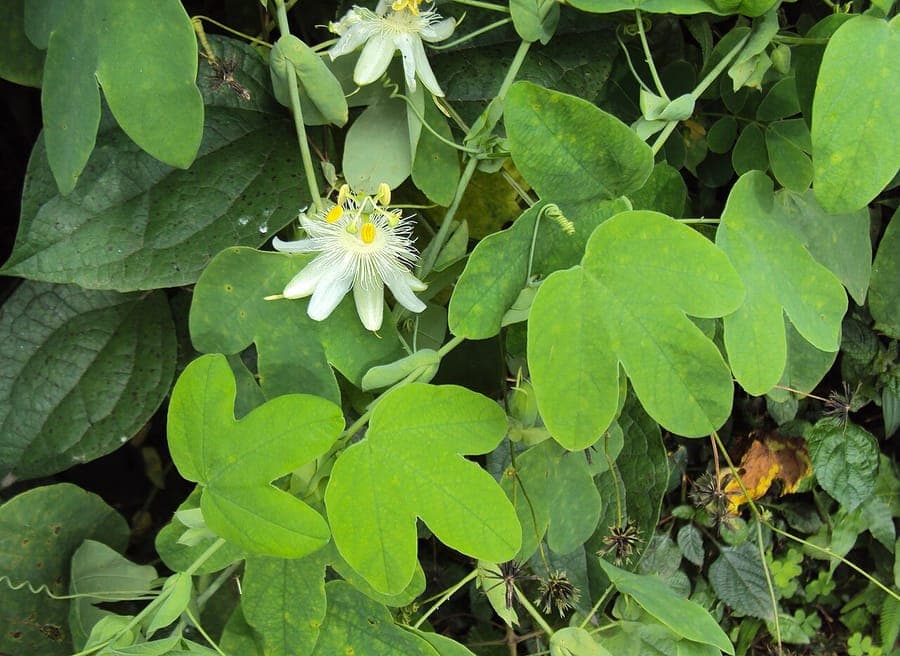 Fleurs de passiflore blanches de Passiflora subpeltata