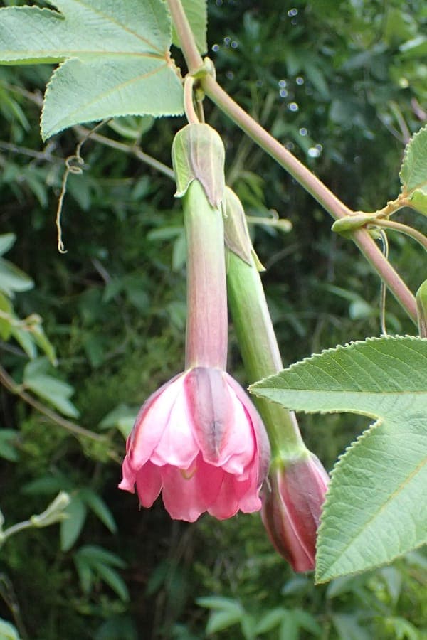 Passiflora tripartita flowers with purple tinges