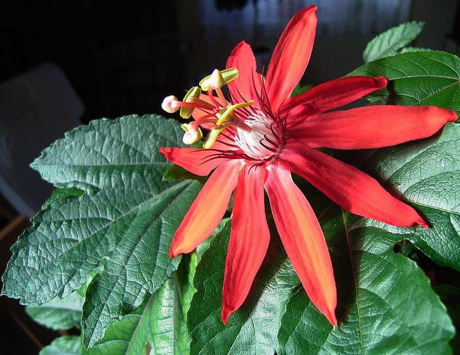 Passiflora vitifolia with red flowers and grapeleaf foliage