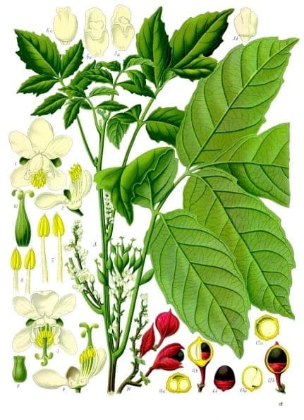 Guarana plant with green fruit clusters