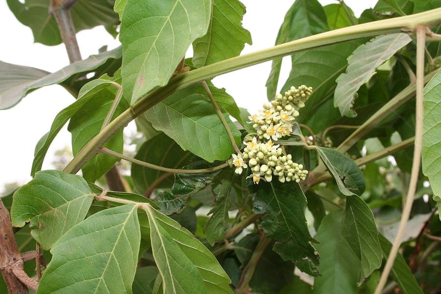 Paullinia pinnata avec feuilles composees plumeuses