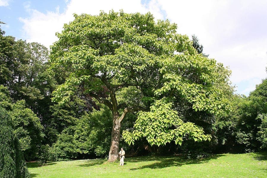 Paulownia en fleur avec des fleurs lilas