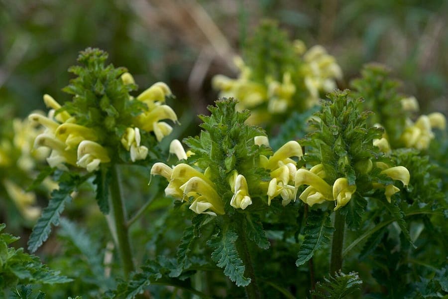 Pedicularis canadensis Blüten im Frühling