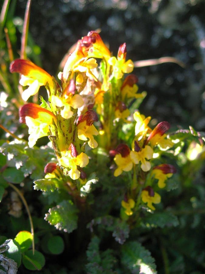Pedicularis flammea fleur de pédiculaire flammée