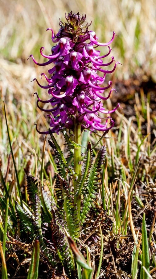 Pedicularis groenlandica mit rosafarbenene Elefantenkopf-Blüten auf einer Bergwiese