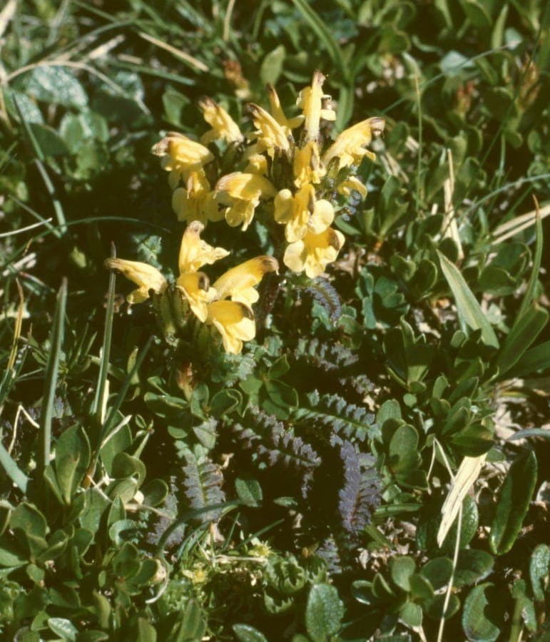 Pedicularis oederi with yellow flower clusters
