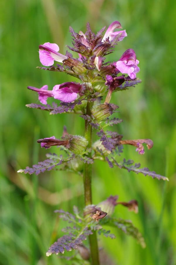 Pedicularis palustris with purple flowers in wetland