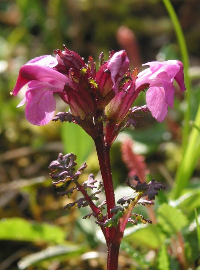 Red-purple flowers of Pedicularis rostratocapitata in mountain meadow