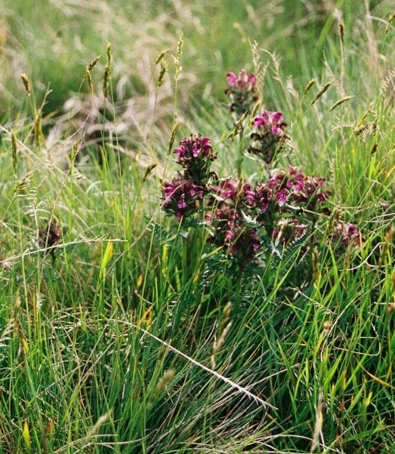 Pedicularis sudetica flower in mountainous setting with characteristic purple tones