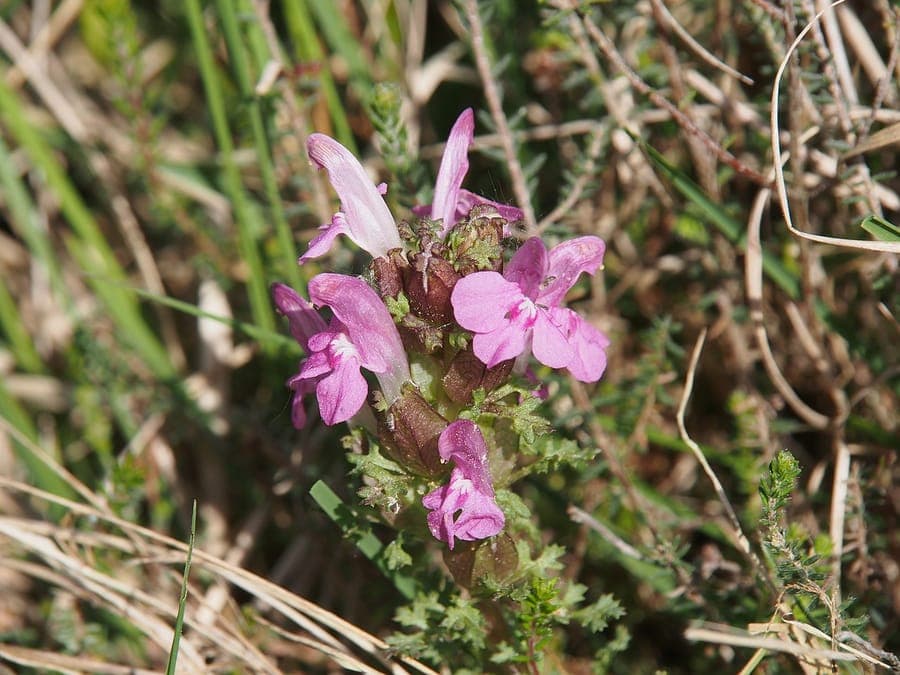 Pedicularis sylvatica mit purpurroten Blüten in Heide