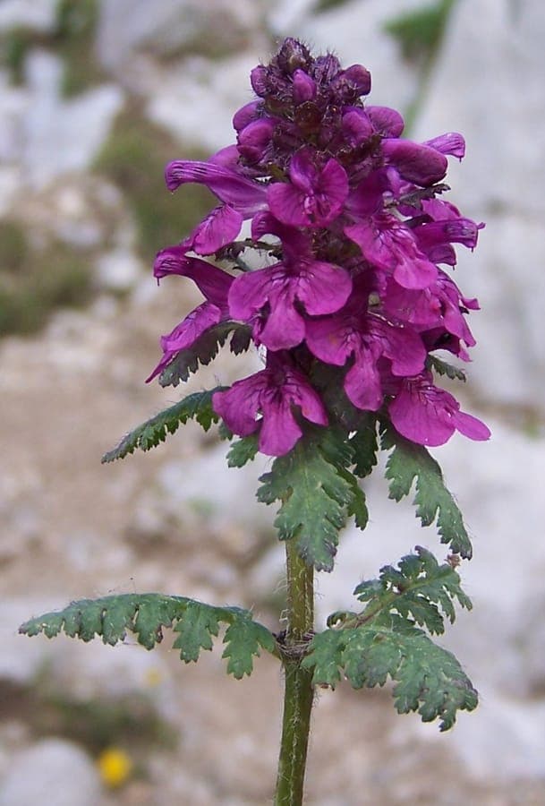 Pedicularis verticillata mit gelben Blüten in Quirlen