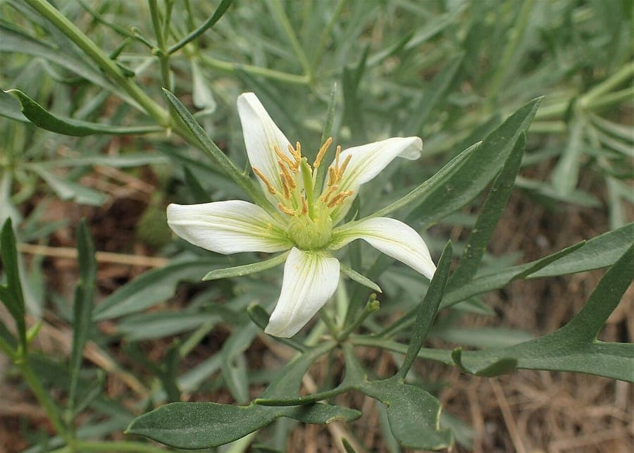 Peganum harmala flowering with delicate white blooms