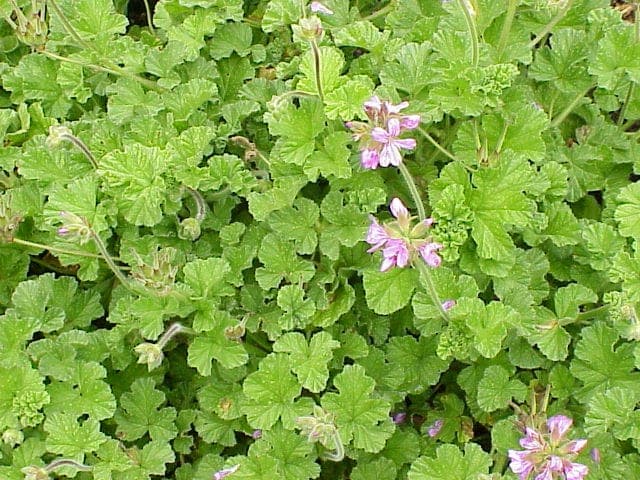 Rose geranium in bloom