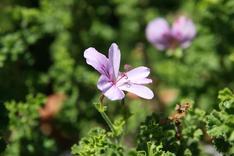 Pelargonium crispum aux feuilles gauffrées et odorantes