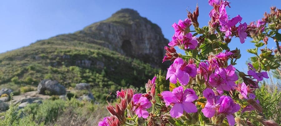 Pelargonium cucullatum avec ses feuilles caracteristiques en capuchon et ses grappes de fleurs pourpres