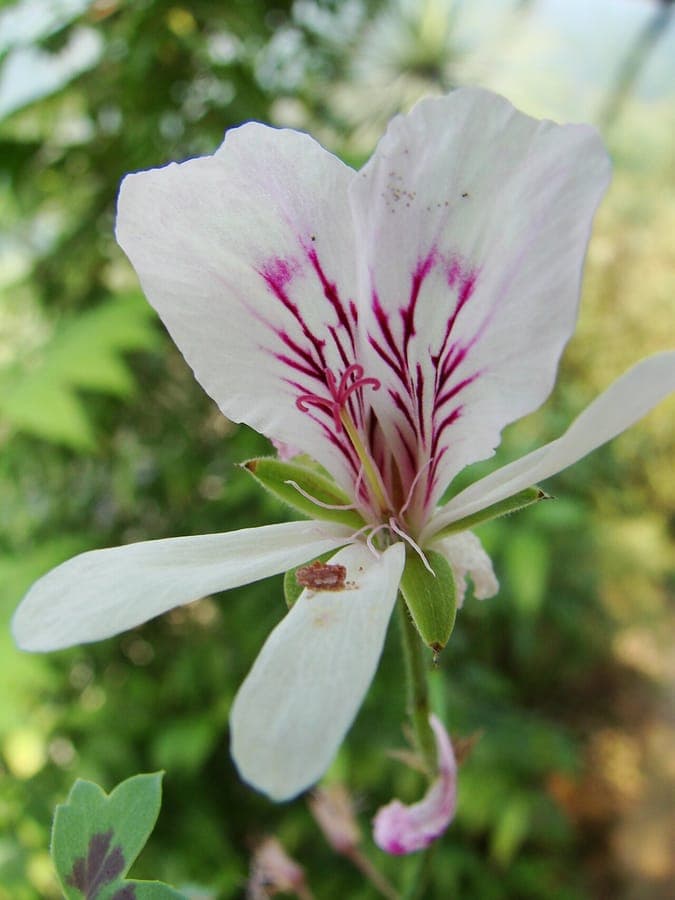 Pelargonium grandiflorum with large colored flowers