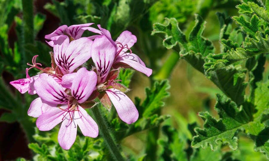 Rozengeranium in volle bloei met roze bloemen