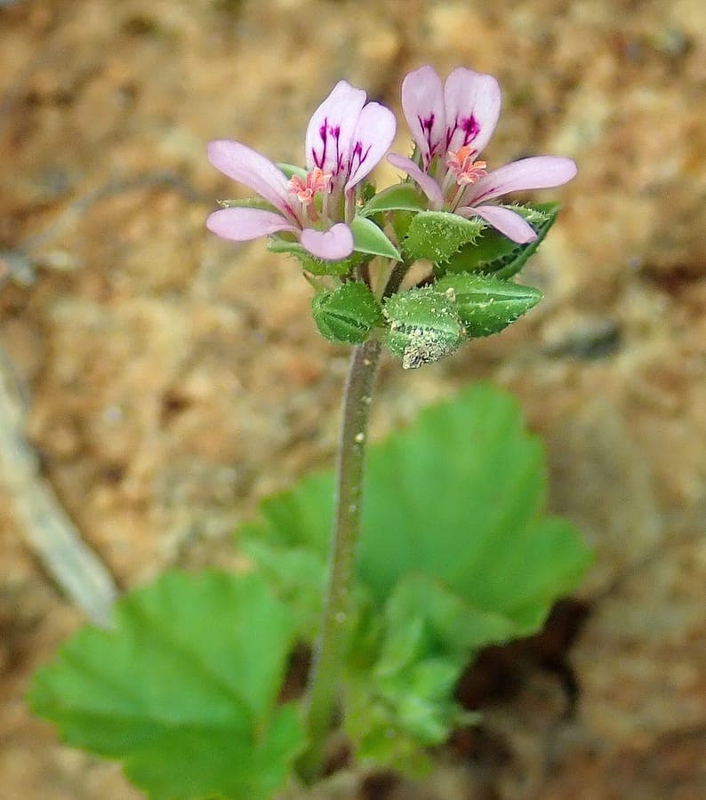 Pelargonium inodorum in full bloom with pink flowers