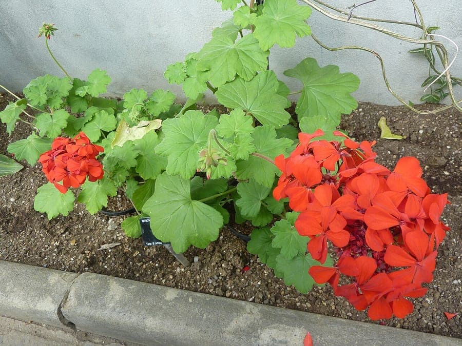 Scharlach-Pelargonie mit intensiv roten Blüten