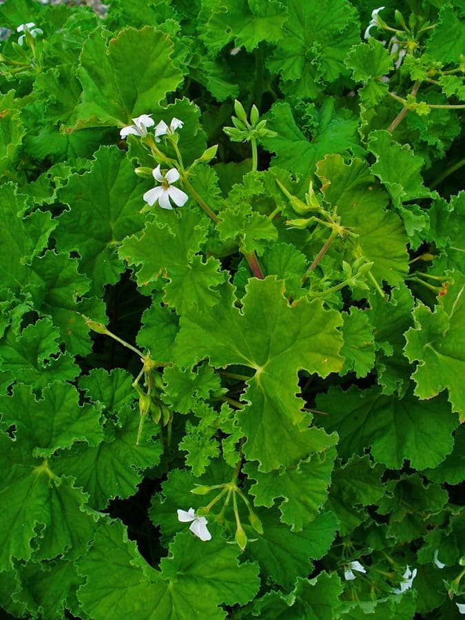 Apple geranium with soft green foliage
