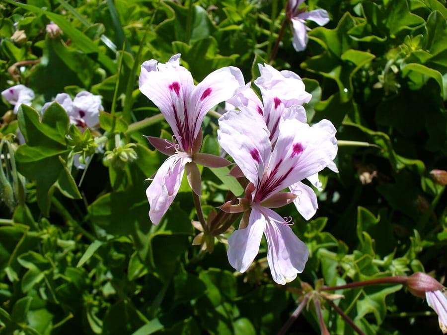 Balkongeranium bloemen en bladeren