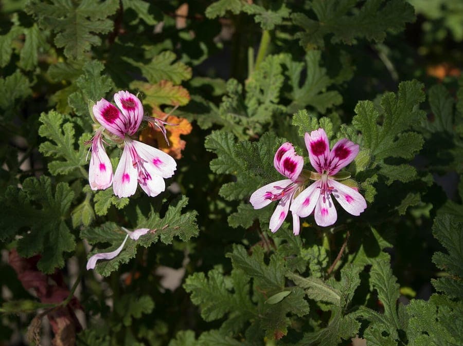 Oakleaf geranium (Pelargonium quercifolium) with distinctive foliage