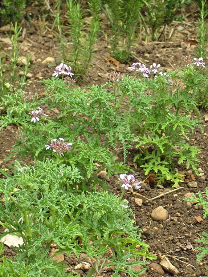 Pelargonium radens with rough textured leaves and pink flowers