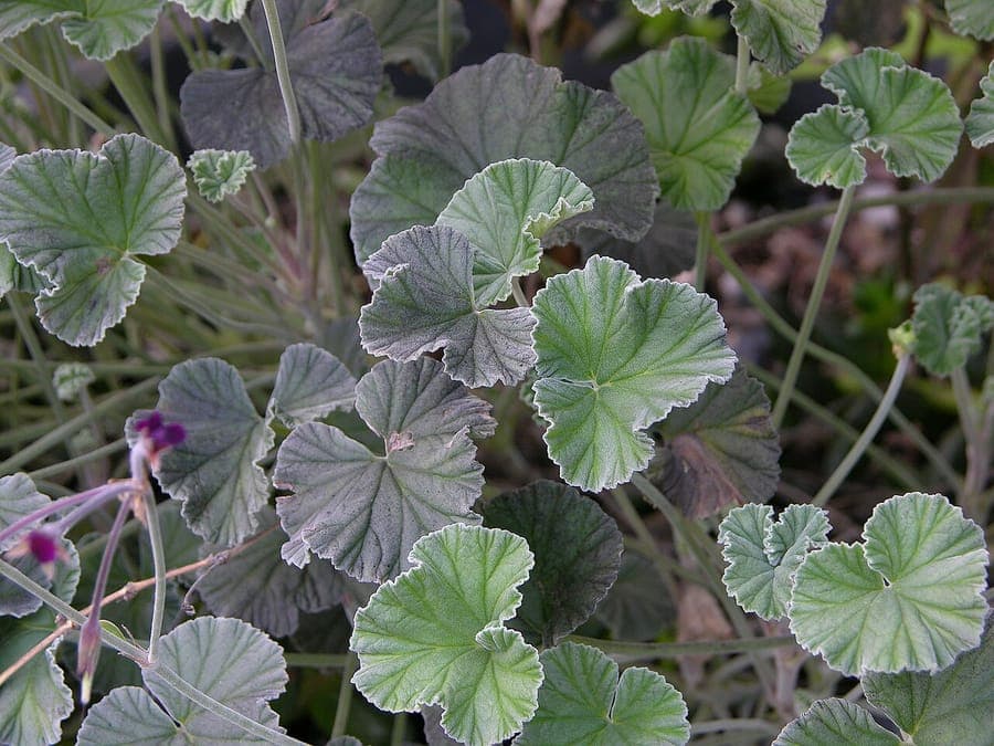 Pelargonium sidoides met donkerrode bloemen