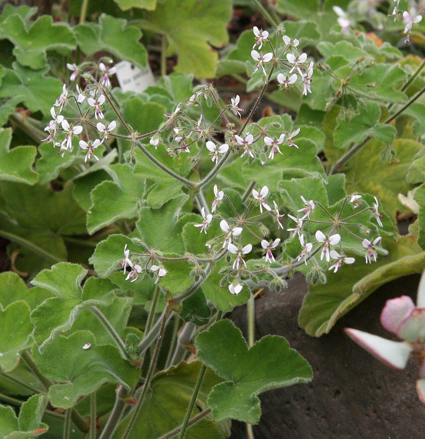 Weiche haarige Blatter von Pelargonium tomentosum mit kleinen Bluten