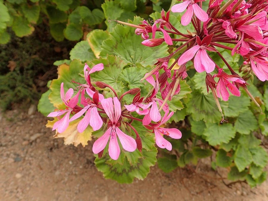 Pelargonium zonale met paarse bloemen en geringde bladeren in een terraspot
