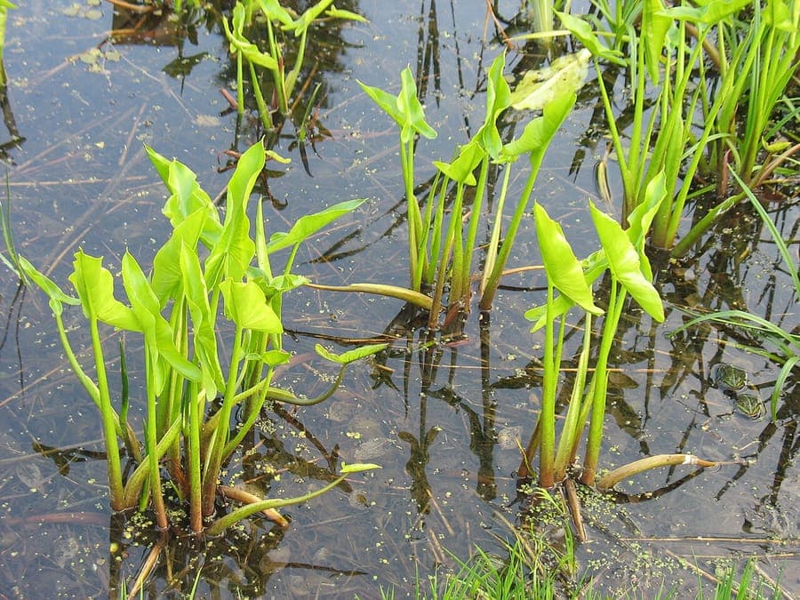 Peltandra virginica mit pfeilförmigen Blättern am Teich