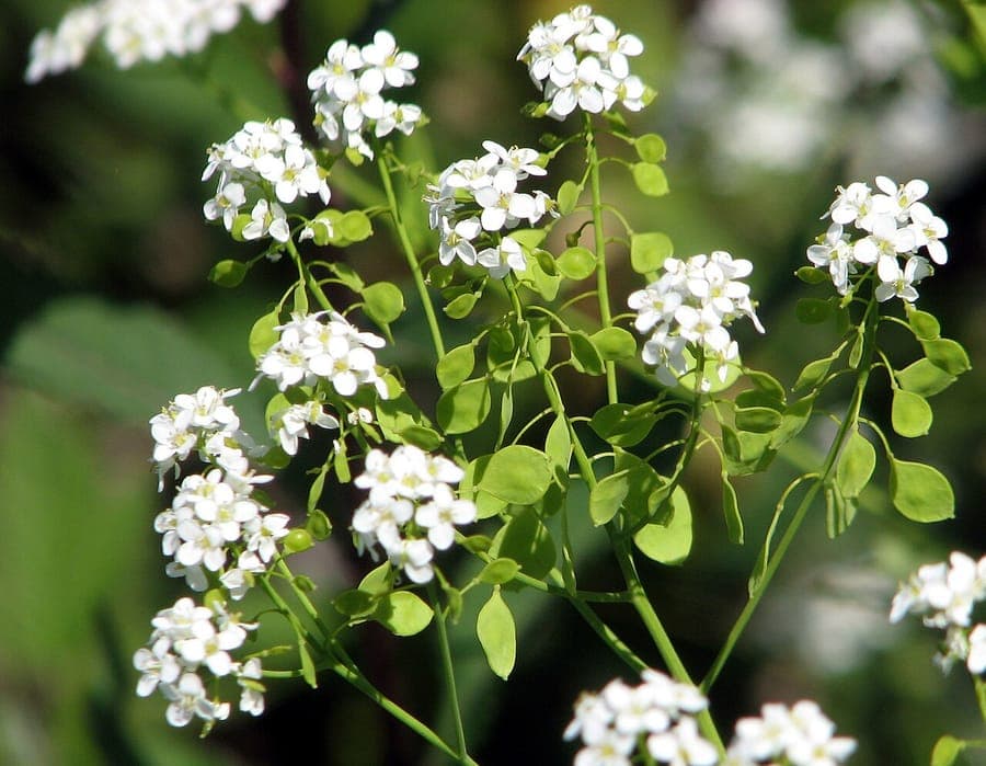 Cresson a l'ail avec fleurs blanches et feuilles vertes