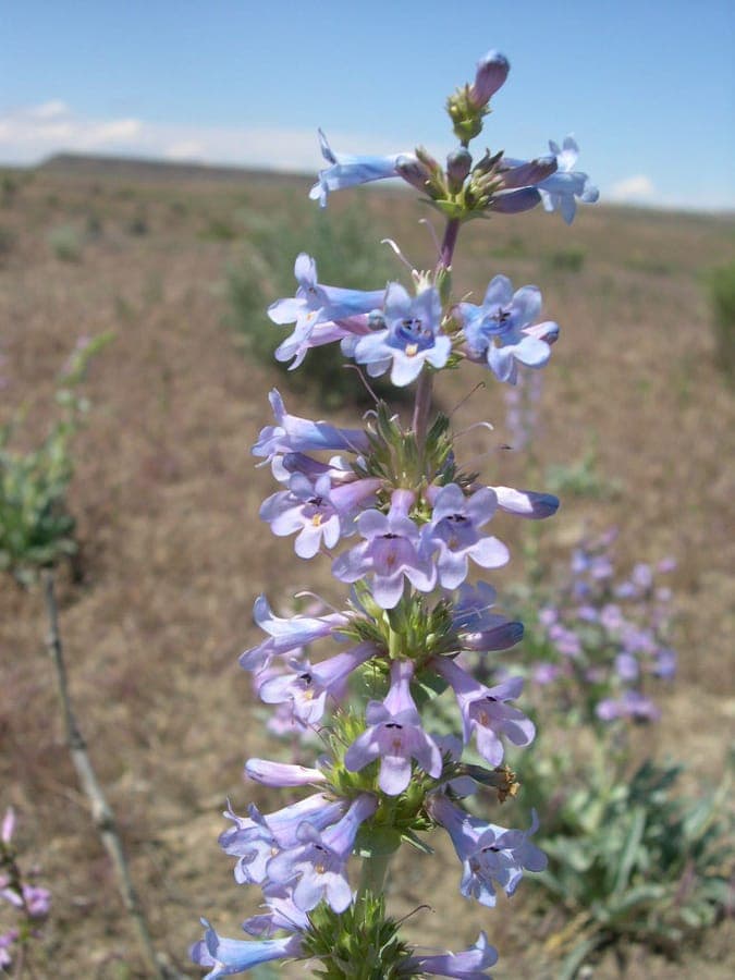Penstemon acuminatus met blauwe bloemen in een zonnige droge border