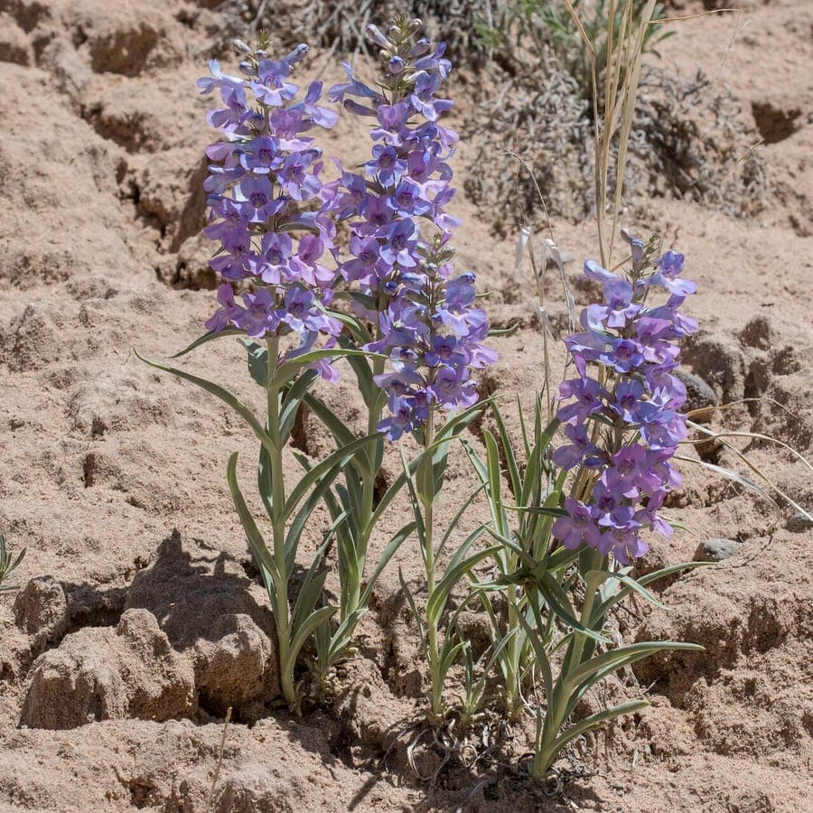Fleurs rose-bleu du Penstemon angustifolius sur les prairies d'Amerique du Nord
