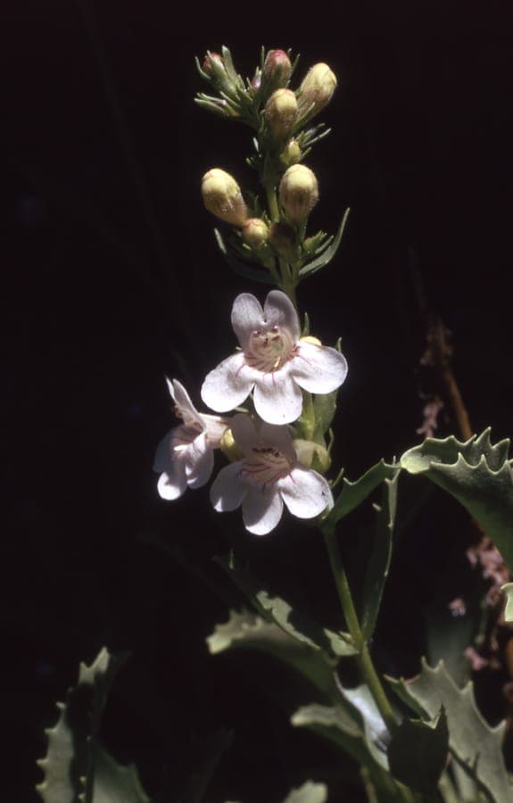 Creamy-white flowers of Penstemon deustus on rocky slopes in the western United States