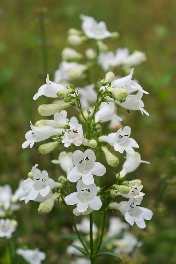 Penstemon digitalis in bloei met witte buisvormige bloemen op lange stengels
