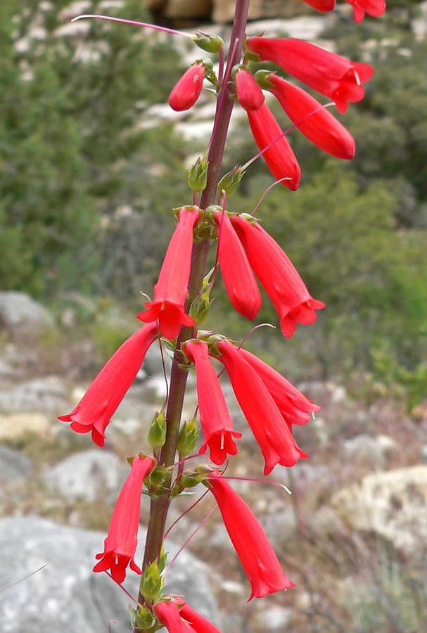 Penstemon eatonii mit scharlachroten Roehrenbluten an einem sonnigen Felsabhang