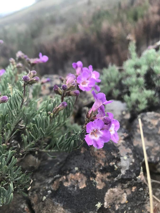 Penstemon gairdneri avec petites fleurs lila-violet sur un site rocheux sec dans l'etat de Washington