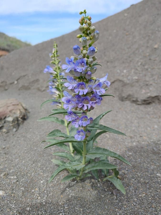 Penstemon glaber mit tief blau-violetten Roehrenbluten auf einer offenen Prairielandschaft in Colorado
