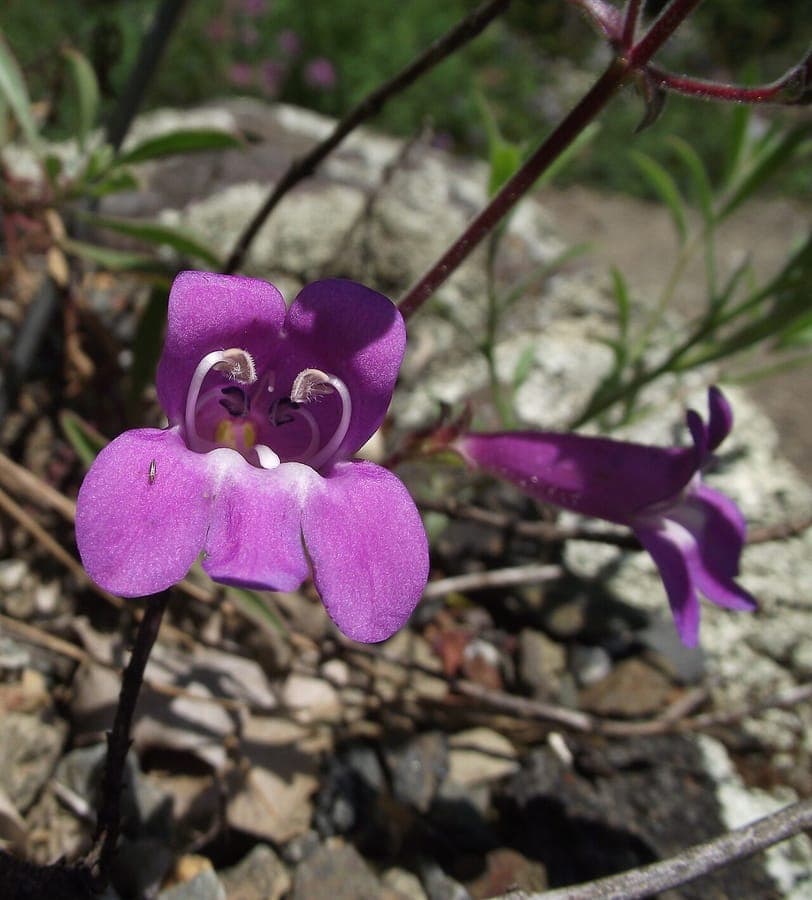 Penstemon laetus mit leuchtend blauen Roehrenbluten auf aufrechten Stengeln in felsiger Berglandschaft