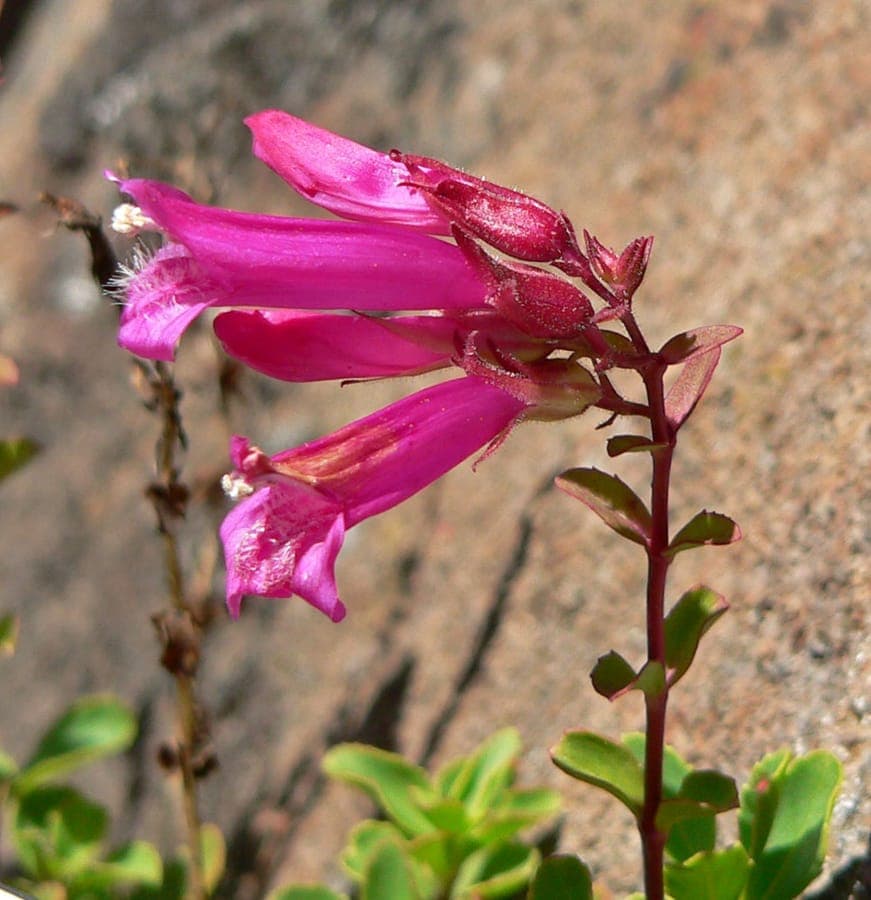 Penstemon newberryi avec ses fleurs rose carmin eclatant en coussinets sur des rochers granitiques