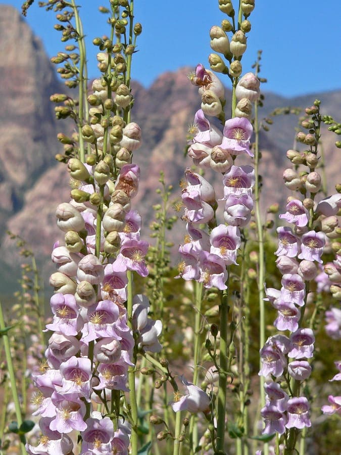 Penstemon palmeri avec de grandes fleurs tubulaires lavande pale tres parfumees sur de hautes tiges dans un jardin sec
